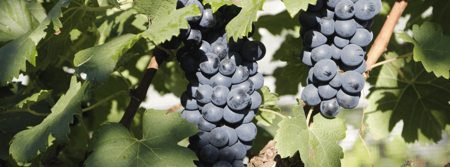 Uva para vinho Samantha Mapa Epamig