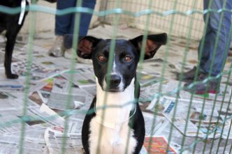 BH tem novas regras para pets Balcao News 22 1 25 Marcio Martins PBH