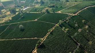 Coluna MG 21 2 25 Divulgacao FR balcao News