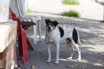CMBH quer saber populacao de caes e gatos Rafaella Ribeiro 27 5 25 Balcao News