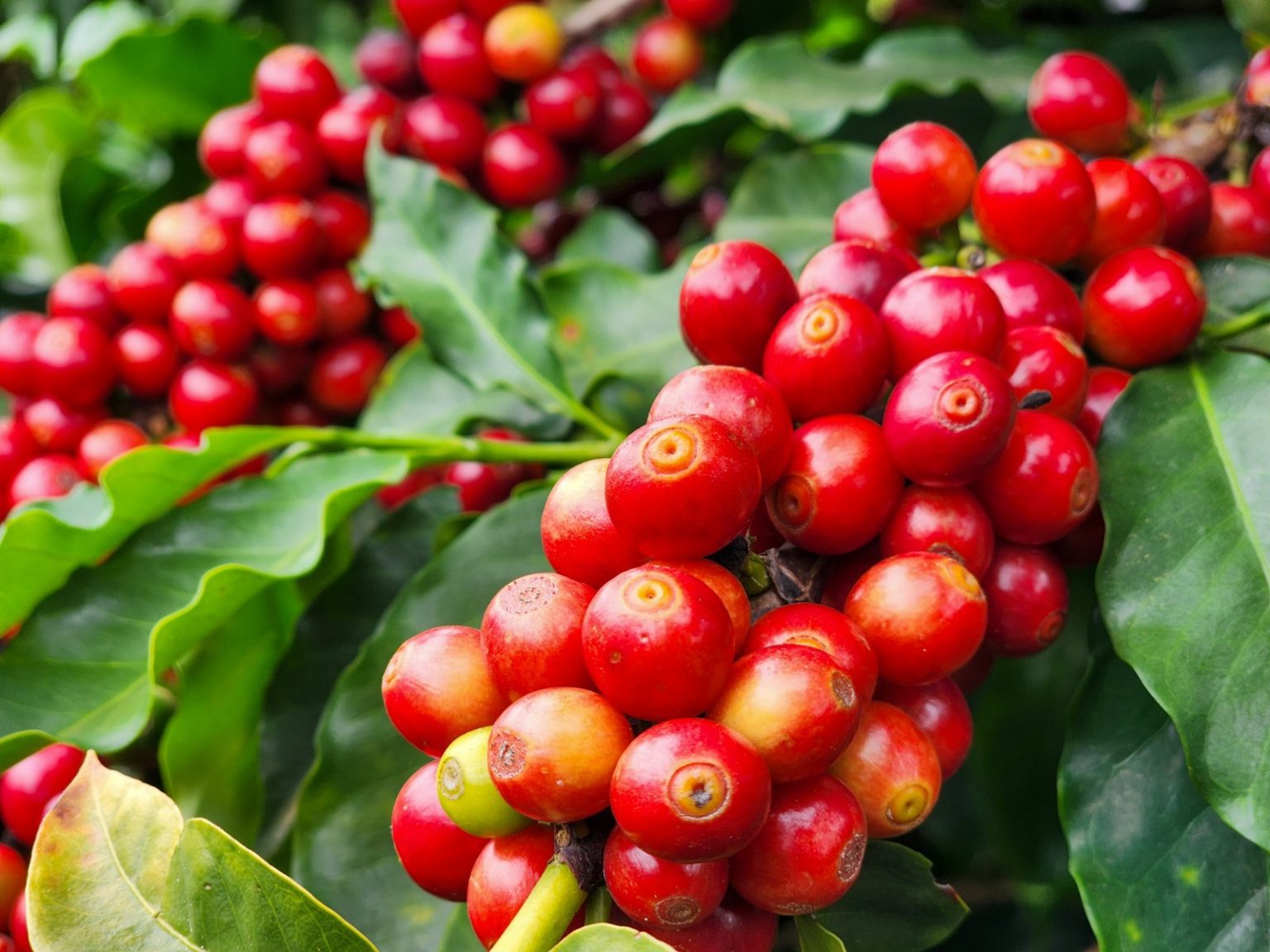 Exportações do agro mineiro somam US$ 3,93 bilhões no primeiro trimestre de 2026