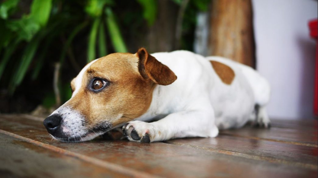Seu cachorro late
