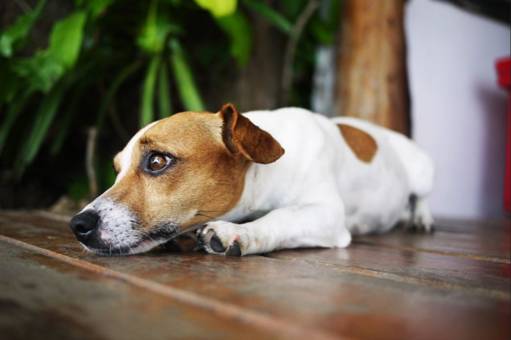 Seu cachorro late