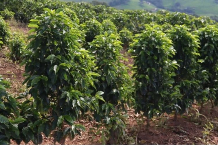 Saca de café mineiro alcança R$ 90 mil