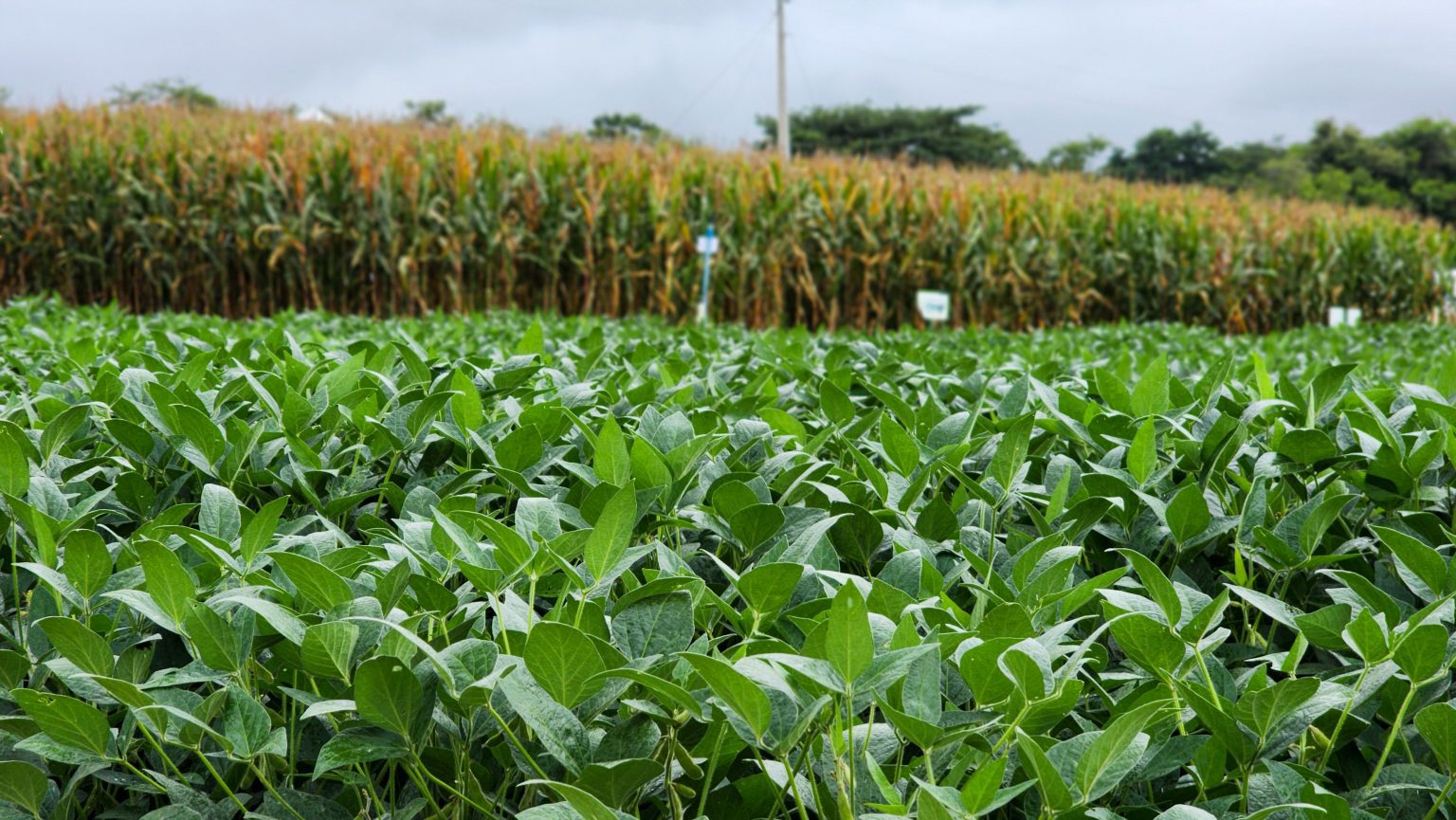 Produção de grãos cresce 61% em Minas Gerais em dez anos