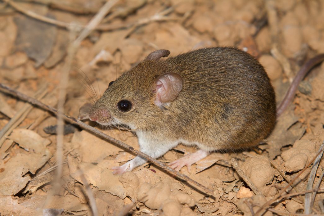 hantavirus Wagner Machado Carlos lemos CCBY 2.0