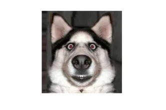 image 750x500 63921432db818