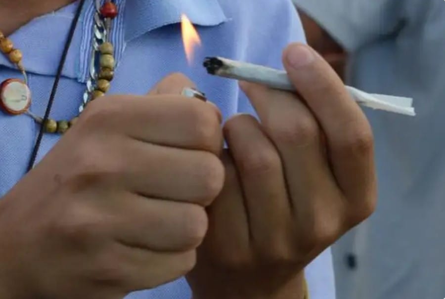 maconha e legalizada 40 grs Balcao News