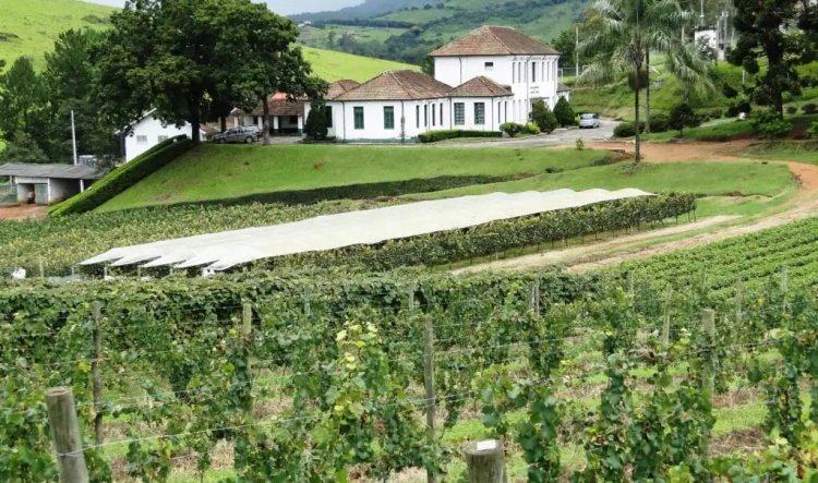 Coluna MG 4 1 24 Balcao News