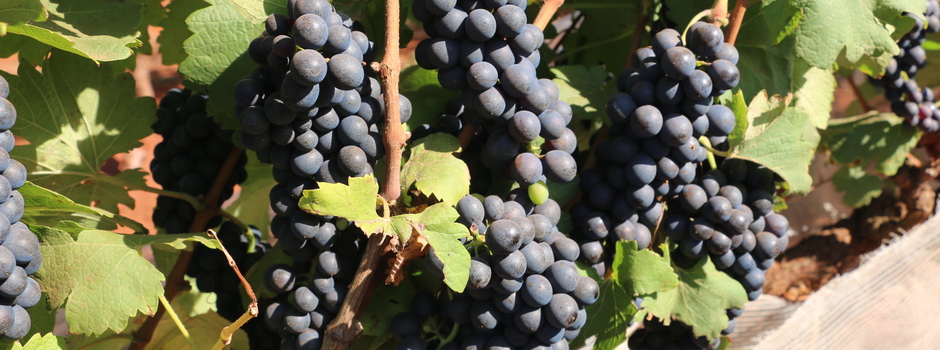 Epamig vinho rose 3 2 25 Foto Erasmo Pereira EPAMIG Balcao News