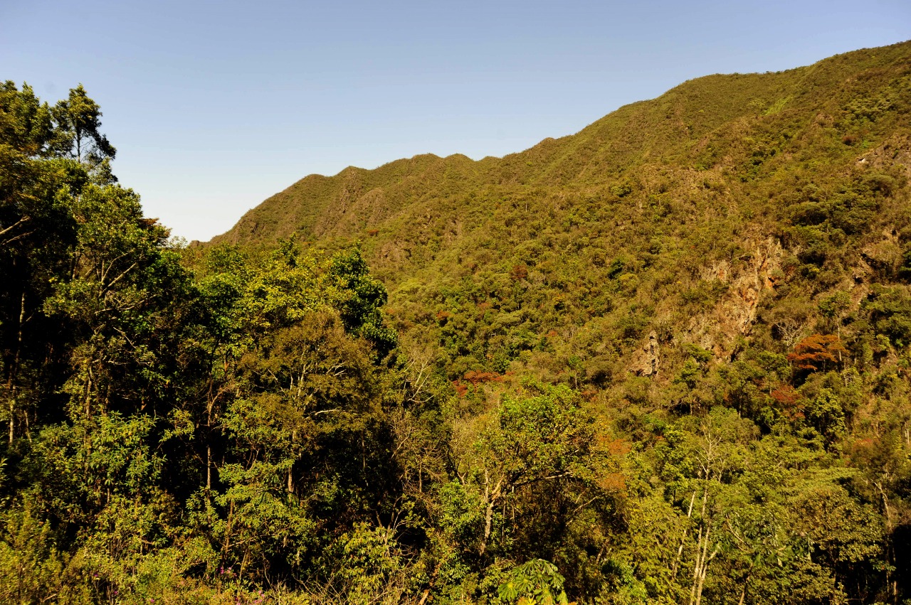 mata atlantica cobertura vegetal vegetacao nativa bioma natureza floresta relevo preservacao conservacao cred Evandro Rodney 766