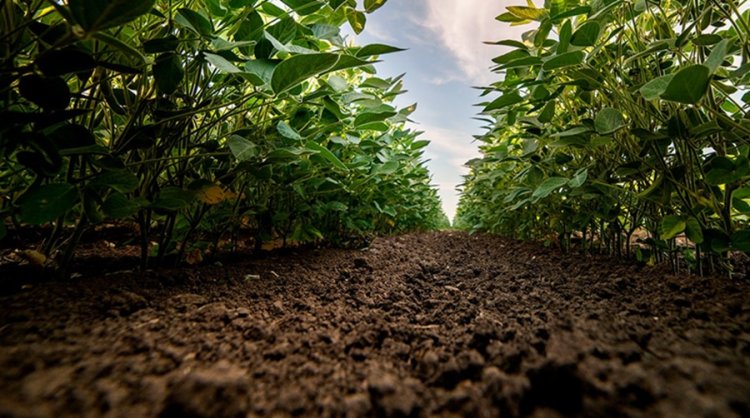 Coluna MG 11 6 26 Balcao News