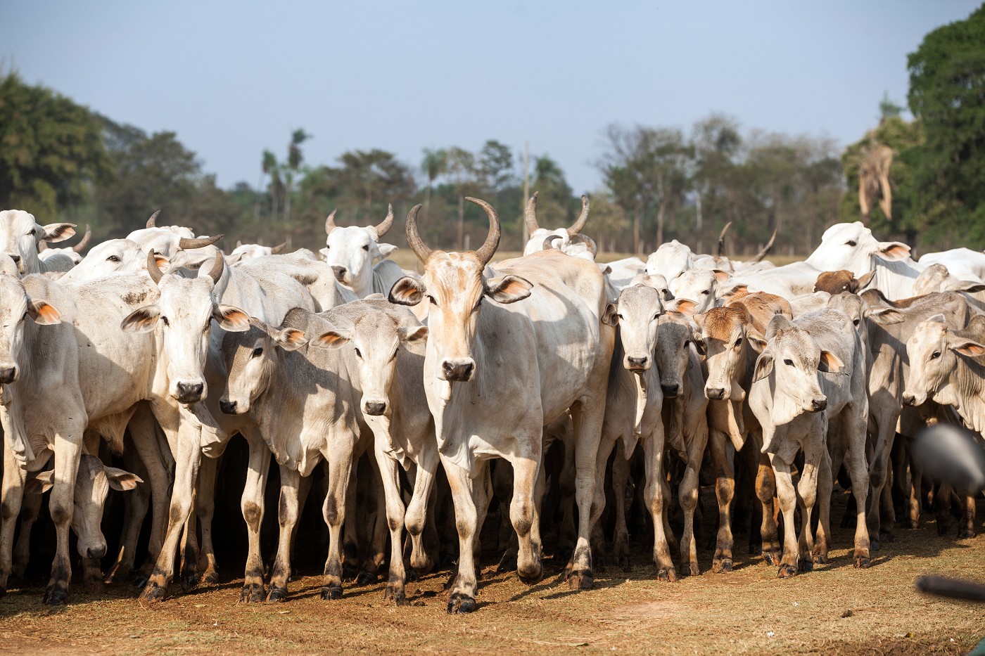 Politica de combate ao roubo de gado e sancionada 22 6 25 Balcao News Arquivo