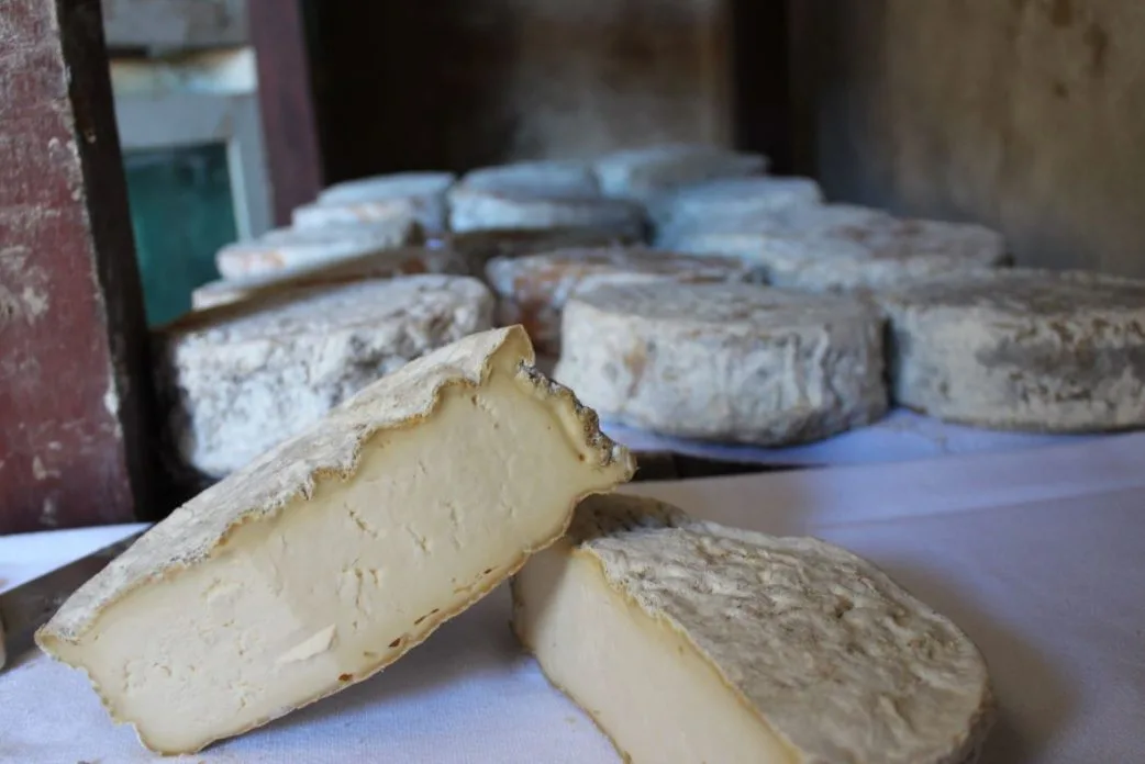 Queijos Minas Artesanais maturados sobre mesa rústica, com destaque para peças cortadas que revelam textura cremosa e casca natural, representando a tradição queijeira de Minas Gerais.
