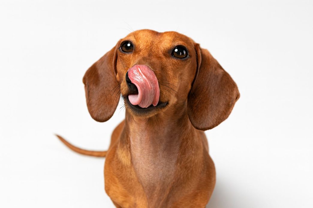 Dachshund marrom lambendo os beiços com a língua enrolada sobre o focinho, em fundo branco, com expressão curiosa.