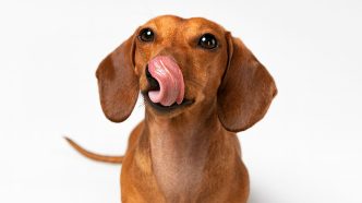 Dachshund marrom lambendo os beiços com a língua enrolada sobre o focinho, em fundo branco, com expressão curiosa.