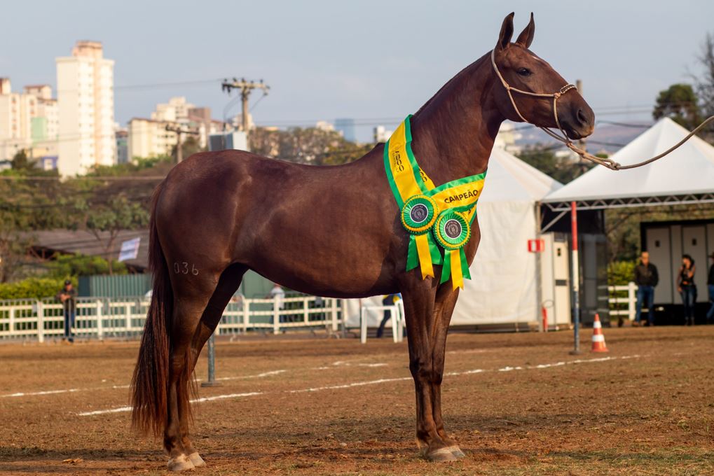 Cavalo da raça Campolina, campeão da 45ª Exposição Nacional, posando com faixas de premiação no Parque da Gameleira, em BH.