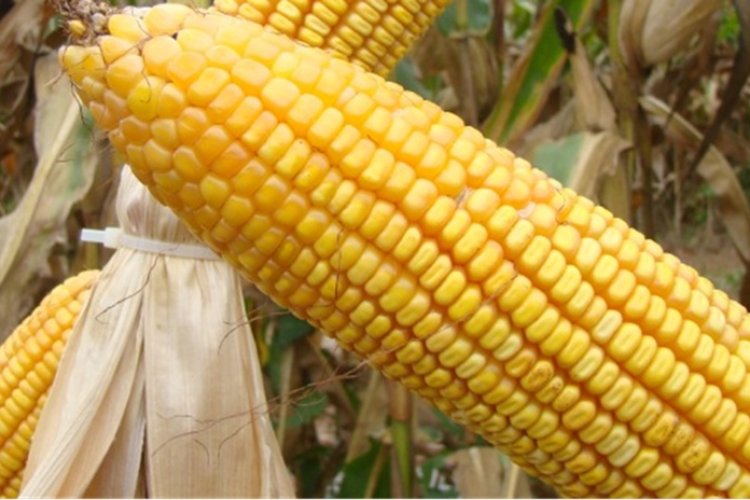 image 750x500 68b30ea5e6ef7 kwUmJn