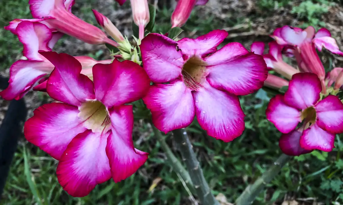 Inicio da primavera Jose Cruz Balcao News 22 9 25