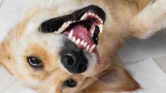 Cão da raça Golden Retriever deitado de costas no chão, com a boca aberta em expressão de brincadeira e olhos atentos, transmitindo energia e alegria.