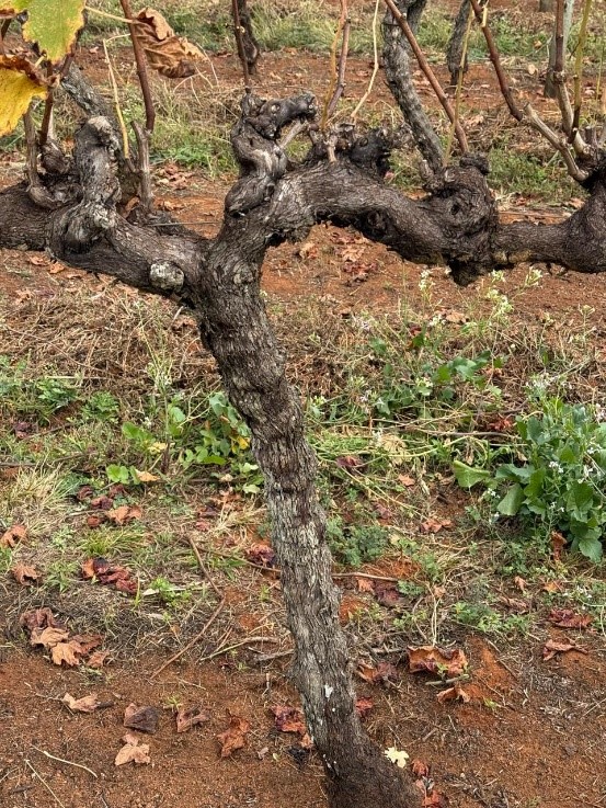 A videira mais velha da Dupla Poda