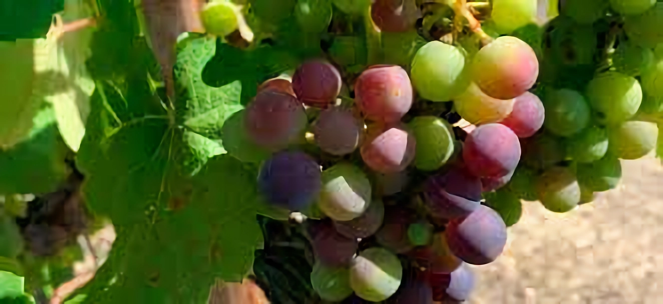 A colheita de inverno 2 1