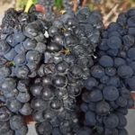 A videira mais velha da Dupla Poda