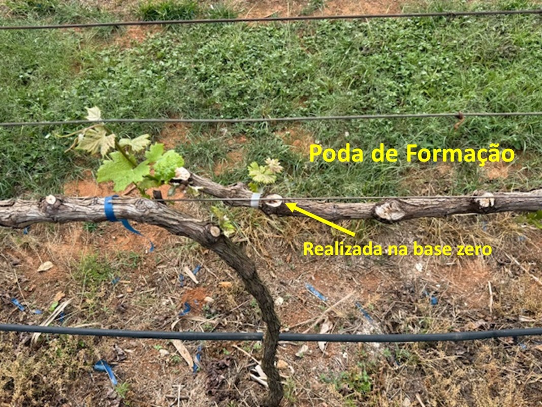 Poda de Formacao