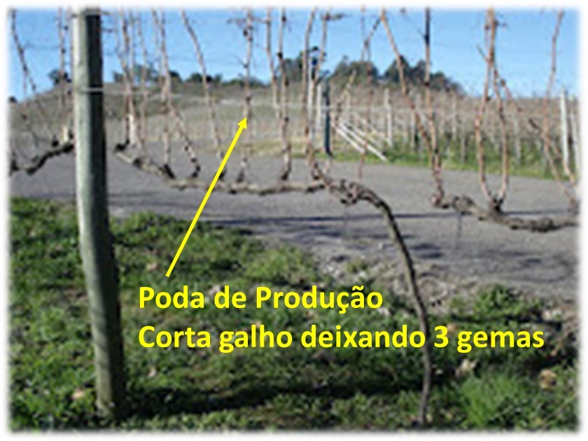Poda de Producao