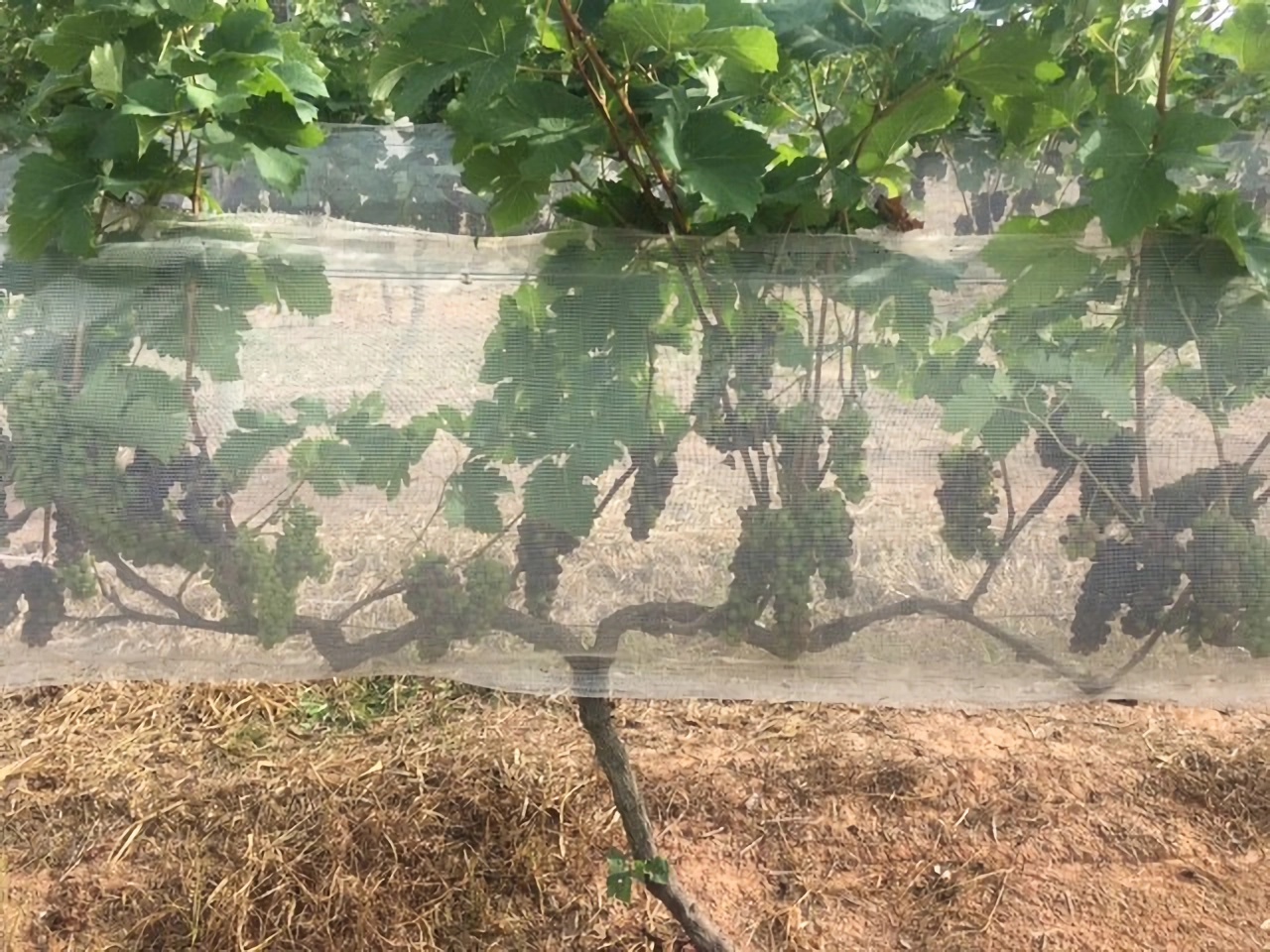 o amadurecimento do cacho de uva