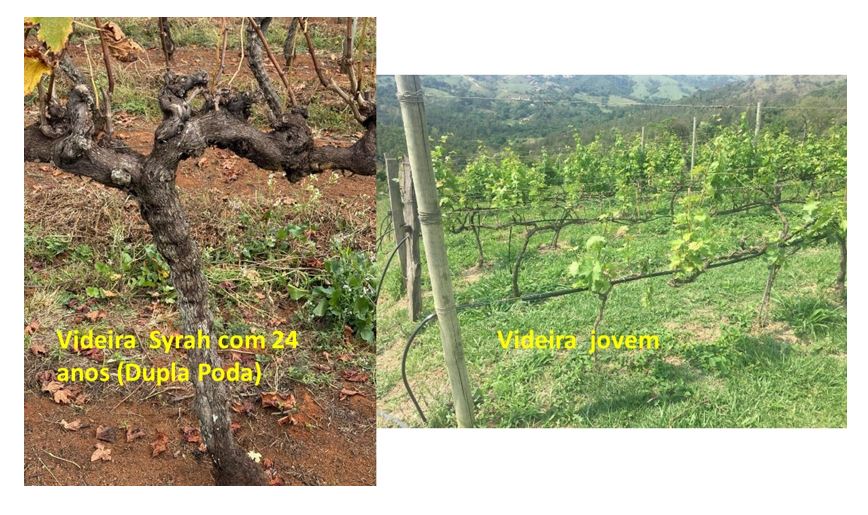 videira syha foto 01