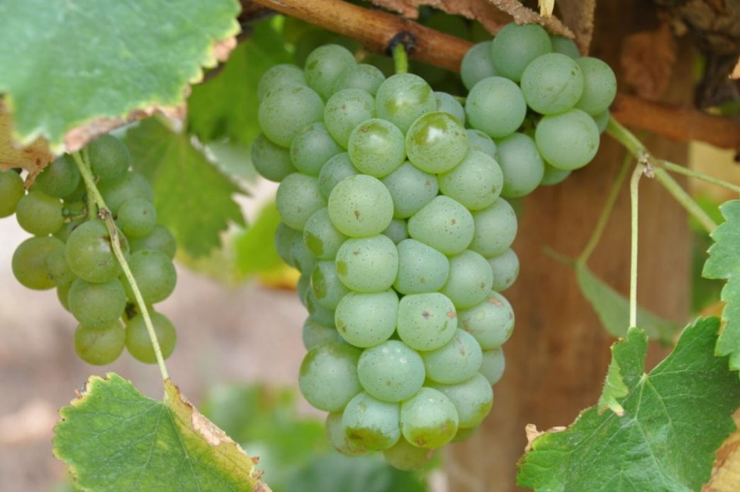 Uvas maduras verdes no caixo.