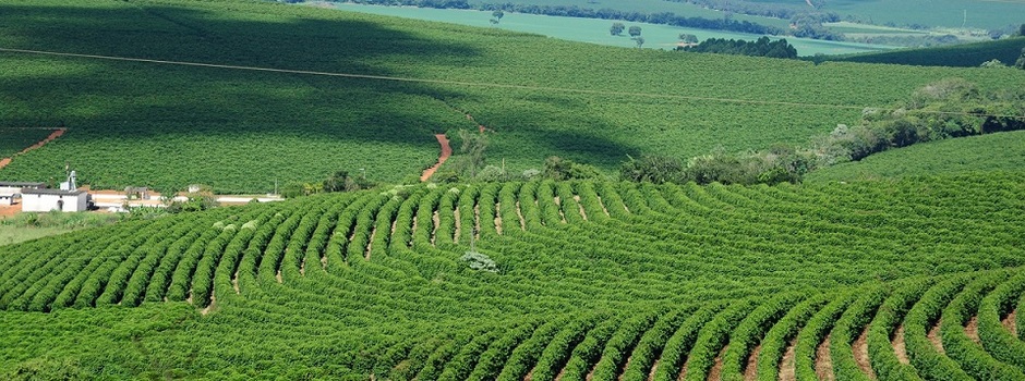 cafezal foto Alexandre Soares Emater MG