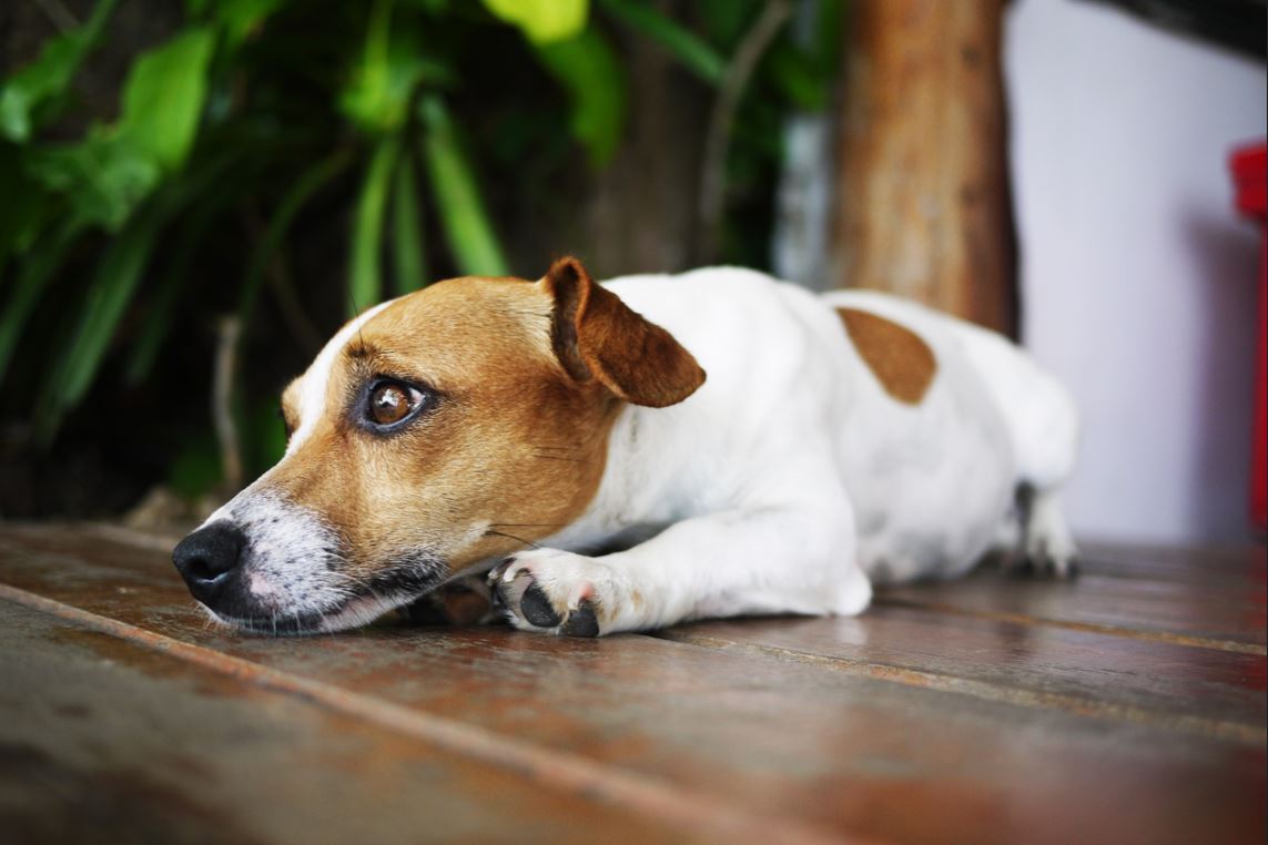 Seu cachorro late