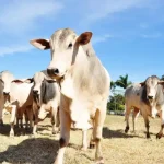 Exportações do agronegócio mineiro somam US$ 5,8 bilhões no primeiro quadrimestre