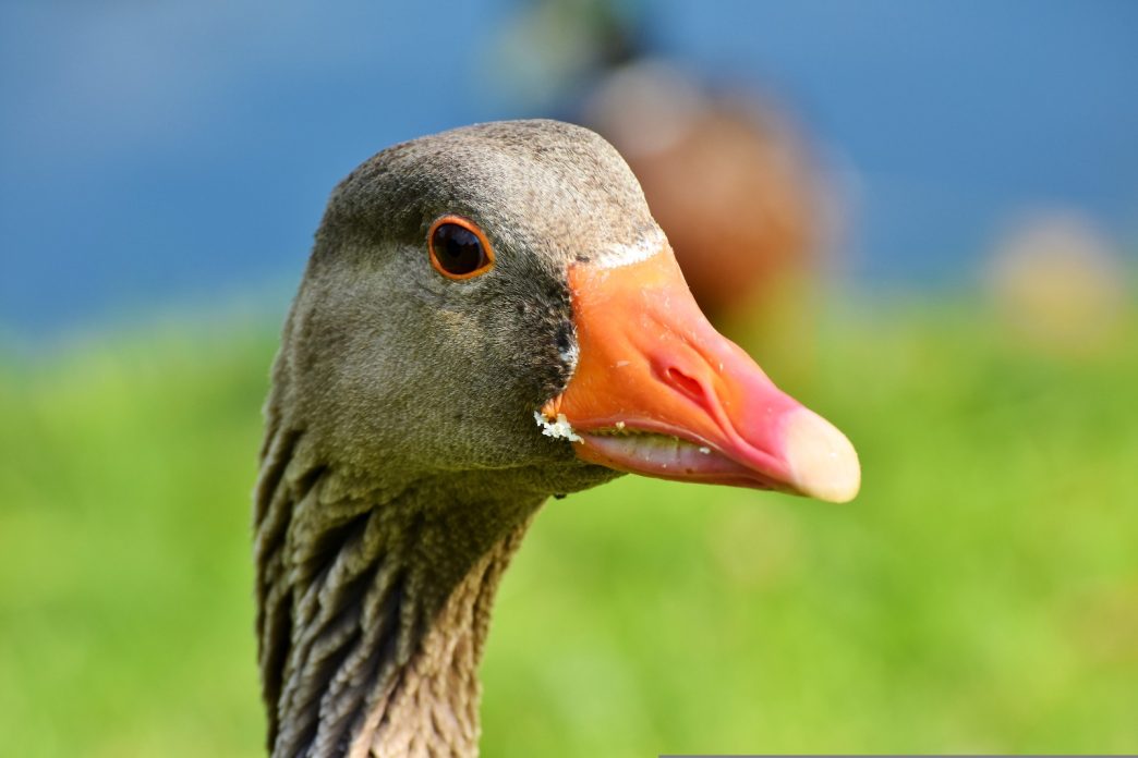 Foie gras