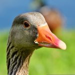 Brasil proíbe produção e venda de foie gras