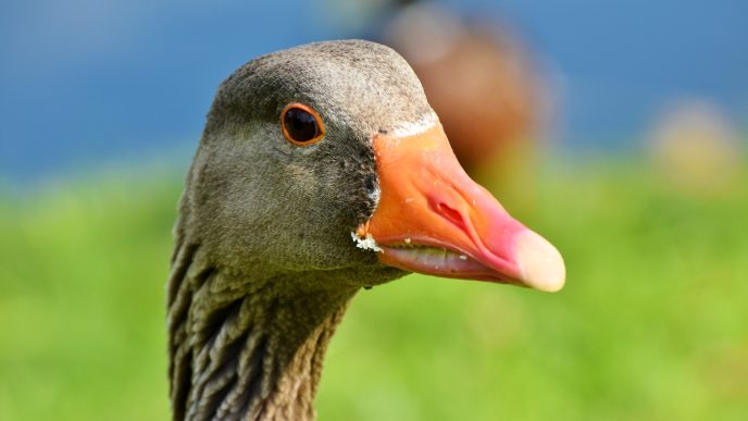 Foie gras