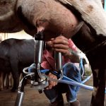 Minas proíbe venda de leite reconstituído com produto importado
