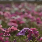 Primavera começou com previsão de calor e chuvas no Brasil