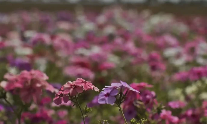 Primavera